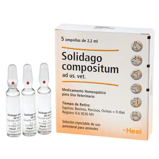 SOLIDAGO AMPOLLA X UND